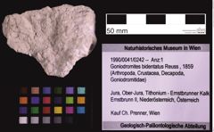 Foto (Objekt + Etiketten) von Goniodromites bidentatus (Reuss, 1859) (NHMW-GEO-1990-0041-0242)